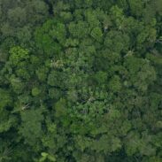 235424Eat-More-Trees-1.